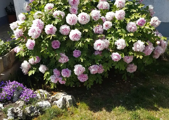 Apartman Barac Porec